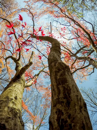 Japanese maple tree with blue sky background at Morioka castle ruins park(Iwate Park),Iwate,Tohoku,Japan.の写真素材