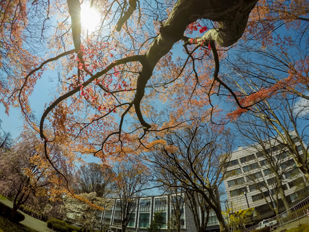 Morioka castle ruins park(Iwate Park),Iwate,Tohoku,Japan on April26,2018:Japanese maple trees with blue sky backgroundのeditorial素材