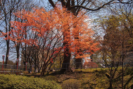 Morioka castle ruins park(Iwate Park),Iwate,Tohoku,Japan on April26,2018:Japanese maple trees with blue sky backgroundのeditorial素材