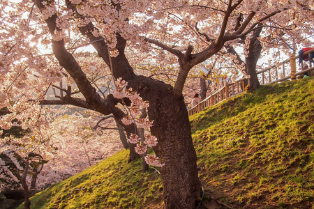 Hakodate,Hokkaido,Japan on April 29,2018:Toutists enjoy cherry blossom viewing(Hanami) at Hakodate Park in spring.のeditorial素材