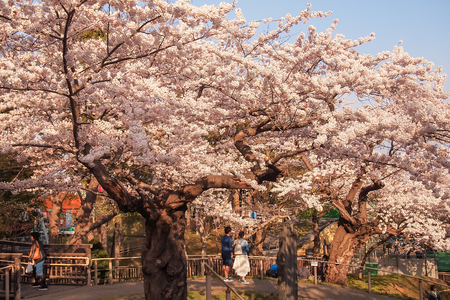 Hakodate,Hokkaido,Japan on April 29,2018:Toutists enjoy cherry blossom viewing(Hanami) at Hakodate Park in spring.のeditorial素材