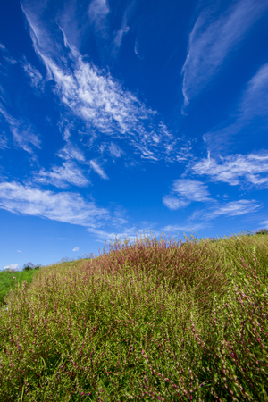 Ibaraki,Japan on October 6,2016:Kochia fields with beautiful sky at Hitachi Seaside Parkのeditorial素材