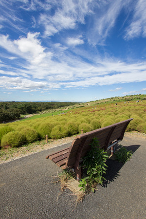 Ibaraki,Japan on October 6,2016:Kochia fields with beautiful sky at Hitachi Seaside Parkのeditorial素材