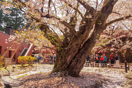 Hirosaki Cherry Blossom Festival 2018 at Hirosaki Park,Aomori,Tohoku,Japan on April 28,2018:Japan's thickest Somei Yoshino cherry tree at over 100 years old,with 10m tall and a girth of 537 cm.のeditorial素材