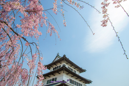 Hirosaki Cherry Blossom Festival 2018 at Hirosaki Park,Aomori,Tohoku,Japan on April 28,2018:The main keep of Hirosaki Castle with weeping cherry blossoms in the foreground.(selective focus)のeditorial素材