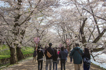 Hirosaki Cherry Blossom Festival 2018 at Hirosaki Park,Aomori,Tohoku,Japan on April 28,2018:Cherry blossom tunnel along the western moat in spring.のeditorial素材