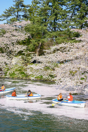 Hirosaki Cherry Blossom Festival 2018 at Hirosaki Park,Aomori,Tohoku,Japan on April 28,2018:The west moat filled with cherry blossom petals and tourists in paddle boatsのeditorial素材