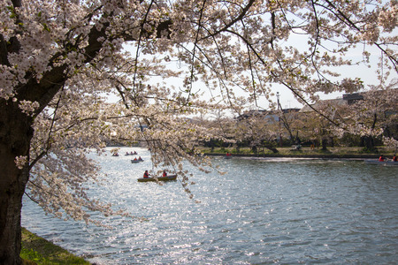 Hirosaki Cherry Blossom Festival 2018 at Hirosaki Park,Aomori,Tohoku,Japan on April 28,2018:Tourists enjoyed rowing boats and viewing cherry blossoms along the west moat.のeditorial素材