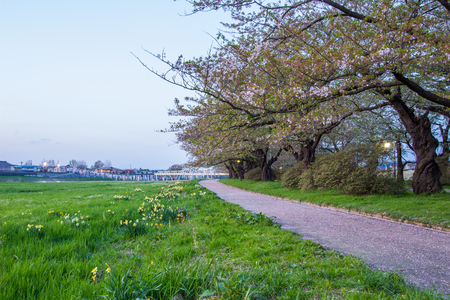 Tenshochi Park,Kitakami,Iwate,Tohoku,Japan on April 26,2018:Carp streamers (or koinobori) over the Kitakami River blowing in strong wind,with Sangobashi Bridge in the distance.のeditorial素材