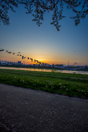 Kitakami,Iwate,Tohoku,Japan on April 26,2018:Carp streamers (or koinobori) over the Kitakami River and cherry trees at Tenshochi Park during sunset.のeditorial素材