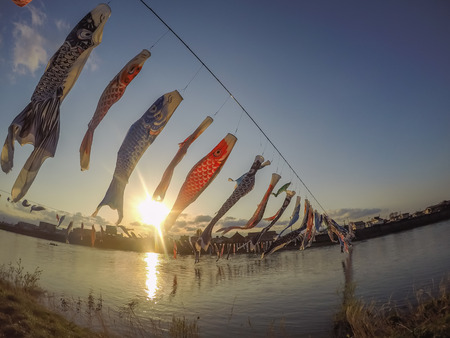 Tenshochi Park,Kitakami,Iwate,Tohoku,Japan on April 26,2018:Carp streamers (or koinobori) over the Kitakami River blowing in strong wind during sunsetのeditorial素材