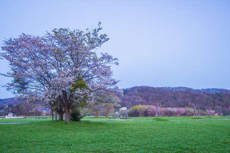 Tenshochi Park,Kitakami,Iwate,Tohoku,Japan on April 26,2018:Beautiful landscape in the evening.のeditorial素材