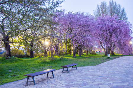 Tenshochi Park,Kitakami,Iwate,Tohoku,Japan on April 26,2018:Beautiful landscape in the evening.のeditorial素材