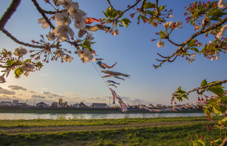 Kitakami,Iwate,Tohoku,Japan on April 26,2018:Carp streamers over Kitakami River and cherry blossoms at Tenshochi Park during sunset.のeditorial素材