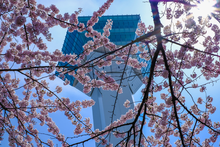 Goryokaku Tower,Hakodate,Hokkaido,Japan in spring.With fully-bloomed cherry blossoms in the foreground.