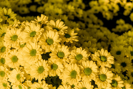 Chrysanthemum Copa yellow flowers (selctive focus)
