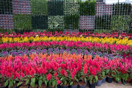 Prachinburi, Thailand-January 11, 2018: Beautiful flower and plant displays at Dasada Gallery.のeditorial素材