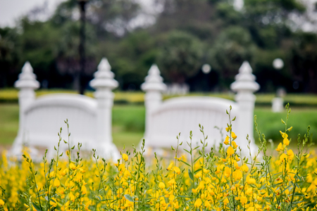 Yellow fields of Crotalaria juncea(sunn hemp) and small white bridge at Phutthamonthon Public Park,Nakhon Pathom Province,Thailand.の写真素材