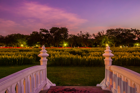Yellow fields of Crotalaria juncea(sunn hemp) and small white bridge at Phutthamonthon Public Park,Nakhon Pathom Province,Thailand.の写真素材