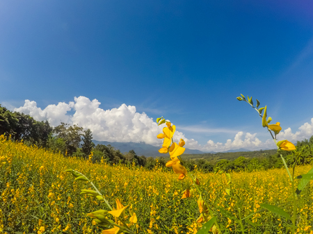 Yellow fields of Crotalaria juncea(sunn hemp) and beautiful sky in Pai,Mae Hong Son,Northern Thailandの写真素材