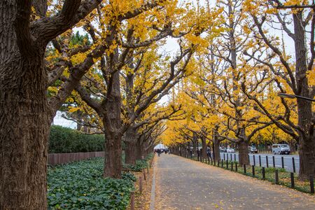 Aoyama area, Tokyo, Japan on December 6, 2019 : Beautiful yellow tunnel at Icho Namiki-dori(Ginkgo Avenue),Meiji Jingu Gaien.のeditorial素材