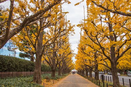 Aoyama area, Tokyo, Japan on December 6, 2019 : Beautiful yellow tunnel at Icho Namiki-dori(Ginkgo...