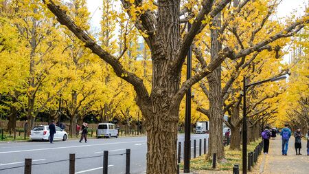 Aoyama area, Tokyo, Japan on December 6, 2019 : Beautiful yellow tunnel at Icho Namiki-dori(Ginkgo Avenue), Meiji Jingu Gaien.のeditorial素材