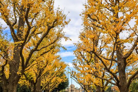 Aoyama area, Tokyo, Japan on December 6, 2019 : Beautiful yellow tunnel at Icho Namiki-dori(Ginkgo Avenue), Meiji Jingu Gaien.のeditorial素材