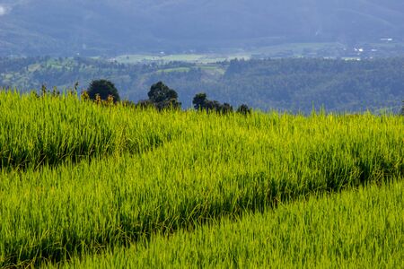 Mae Chaem, Chiang Mai, Thailand Pa Pong PIang Rice Terraces with mountain ranges in the background.の写真素材