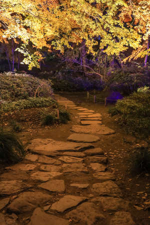 Bunkyo City,Tokyo,Japan on December6,2019:Illumination at Rikugien Garden in autumn.The contrast of the leaves against the dark night sky makes their colors seem even more vibrant than in the daytime.のeditorial素材