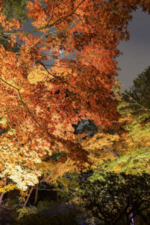 Bunkyo City,Tokyo,Japan on December6,2019:Illumination at Rikugien Garden in autumn.The contrast of the leaves against the dark night sky makes their colors seem even more vibrant than in the daytime.のeditorial素材