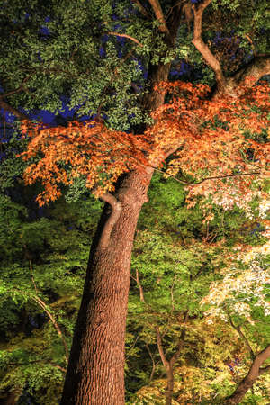 Bunkyo City,Tokyo,Japan on December6,2019:Illumination at Rikugien Garden in autumn.The contrast of the leaves against the dark night sky makes their colors seem even more vibrant than in the daytime.のeditorial素材