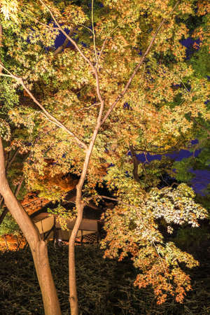 Bunkyo City,Tokyo,Japan on December6,2019:Illumination at Rikugien Garden in autumn.The contrast of the leaves against the dark night sky makes their colors seem even more vibrant than in the daytime.のeditorial素材