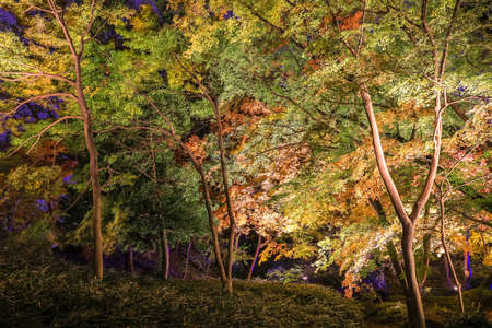 Bunkyo City,Tokyo,Japan on December6,2019:Illumination at Rikugien Garden in autumn.The contrast of the leaves against the dark night sky makes their colors seem even more vibrant than in the daytime.のeditorial素材