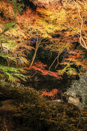 Bunkyo City,Tokyo,Japan on December6,2019:Illumination at Rikugien Garden in autumn.The contrast of the leaves against the dark night sky makes their colors seem even more vibrant than in the daytime.のeditorial素材