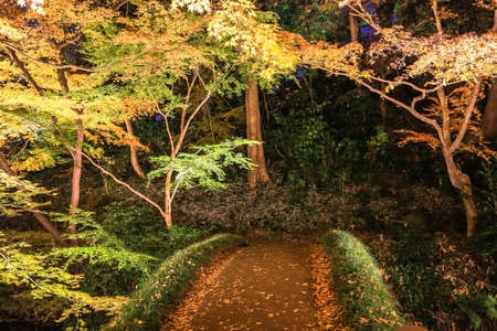 Bunkyo City,Tokyo,Japan on December6,2019:Illumination at Rikugien Garden in autumn.The contrast of the leaves against the dark night sky makes their colors seem even more vibrant than in the daytime.のeditorial素材