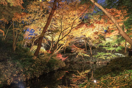 Bunkyo City,Tokyo,Japan on December6,2019:Illumination at Rikugien Garden in autumn.The contrast of the leaves against the dark night sky makes their colors seem even more vibrant than in the daytime.のeditorial素材