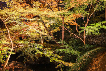 Bunkyo City,Tokyo,Japan on December6,2019:Illumination at Rikugien Garden in autumn.The contrast of the leaves against the dark night sky makes their colors seem even more vibrant than in the daytime.のeditorial素材