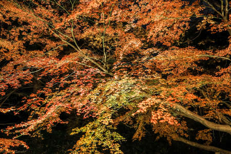 Bunkyo City,Tokyo,Japan on December6,2019:Illumination at Rikugien Garden in autumn.The contrast of the leaves against the dark night sky makes their colors seem even more vibrant than in the daytime.のeditorial素材