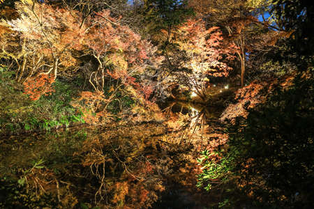 Bunkyo City,Tokyo,Japan on December6,2019:Illumination at Rikugien Garden in autumn.The contrast of the leaves against the dark night sky makes their colors seem even more vibrant than in the daytime.のeditorial素材