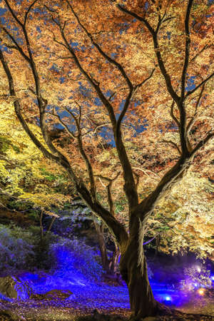 Bunkyo City,Tokyo,Japan on December6,2019:Illumination at Rikugien Garden in autumn.The contrast of the leaves against the dark night sky makes their colors seem even more vibrant than in the daytime.のeditorial素材
