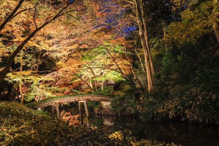 Bunkyo City,Tokyo,Japan on December6,2019:Illumination at Rikugien Garden in autumn.The contrast of the leaves against the dark night sky makes their colors seem even more vibrant than in the daytime.のeditorial素材