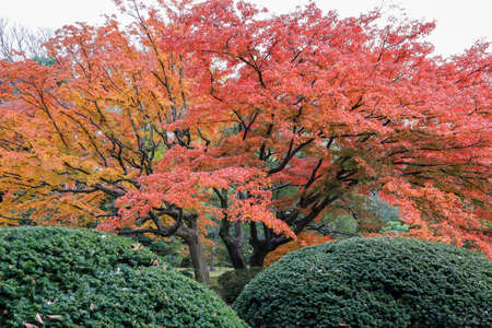 Bunkyo City,Tokyo,Japan on December6,2019:Beautiful autumn colors at Rikugien Garden.のeditorial素材