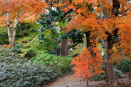 Bunkyo City,Tokyo,Japan on December6,2019:Beautiful autumn colors at Rikugien Garden.のeditorial素材