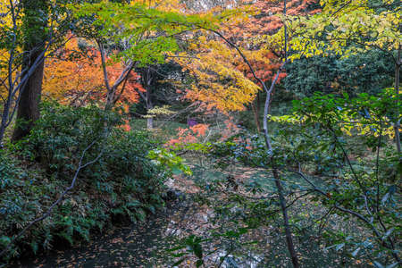 Bunkyo City,Tokyo,Japan on December6,2019:Beautiful autumn colors at Rikugien Garden.のeditorial素材