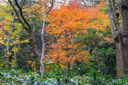 Bunkyo City,Tokyo,Japan on December6,2019:Beautiful autumn colors at Rikugien Garden.のeditorial素材