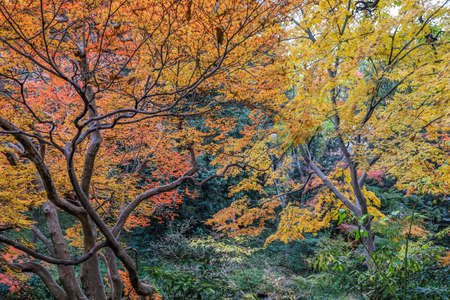 Bunkyo City,Tokyo,Japan on December6,2019:Beautiful autumn colors at Rikugien Garden.のeditorial素材