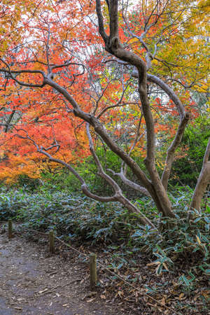 Bunkyo City,Tokyo,Japan on December6,2019:Beautiful autumn colors at Rikugien Garden.のeditorial素材