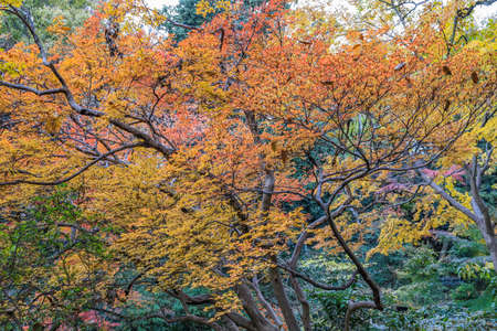 Bunkyo City,Tokyo,Japan on December6,2019:Beautiful autumn colors at Rikugien Garden.のeditorial素材