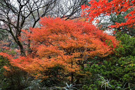 Bunkyo City,Tokyo,Japan on December6,2019:Beautiful autumn colors at Rikugien Garden.のeditorial素材